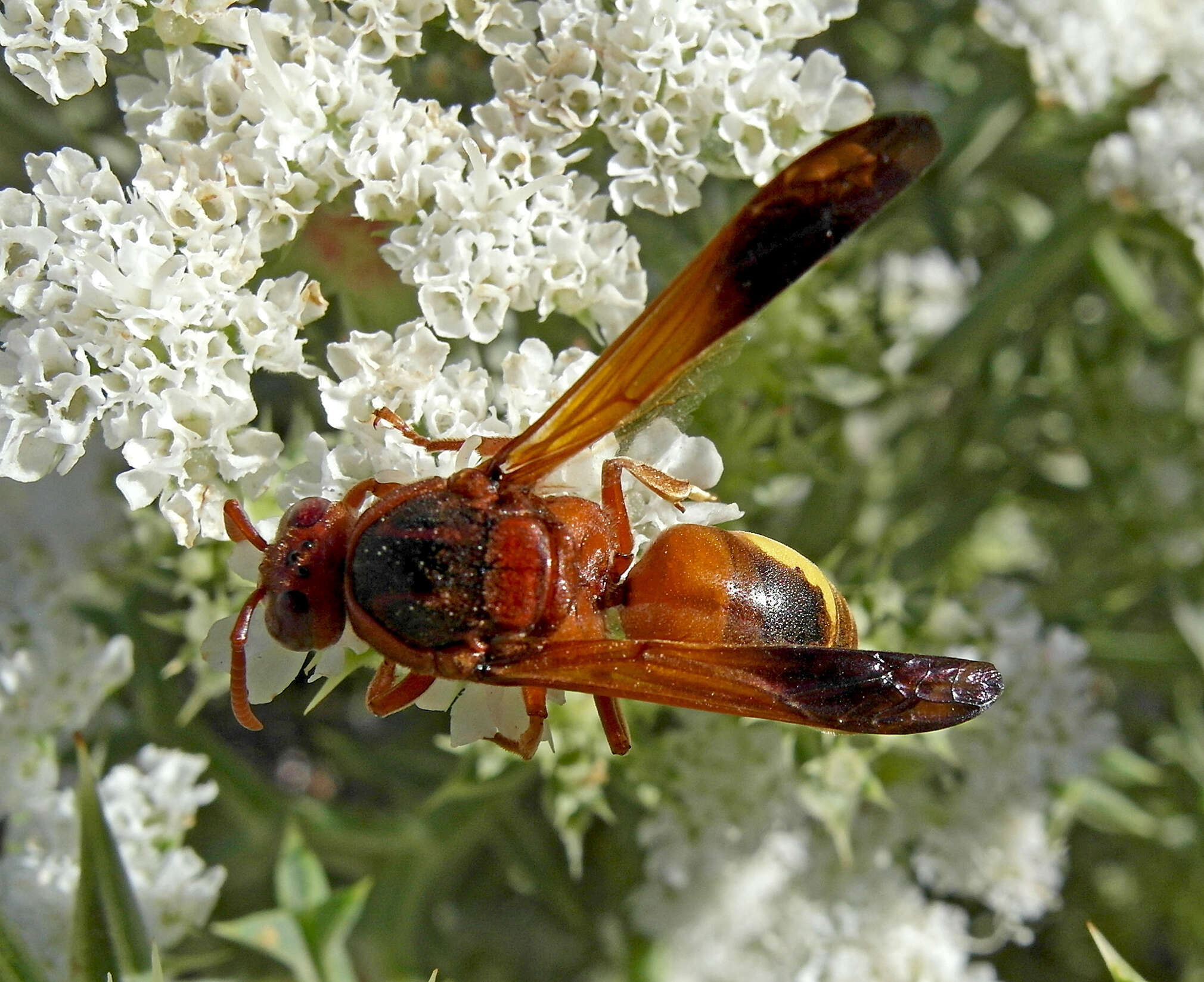 Image of Rhynchium oculatum oculatum