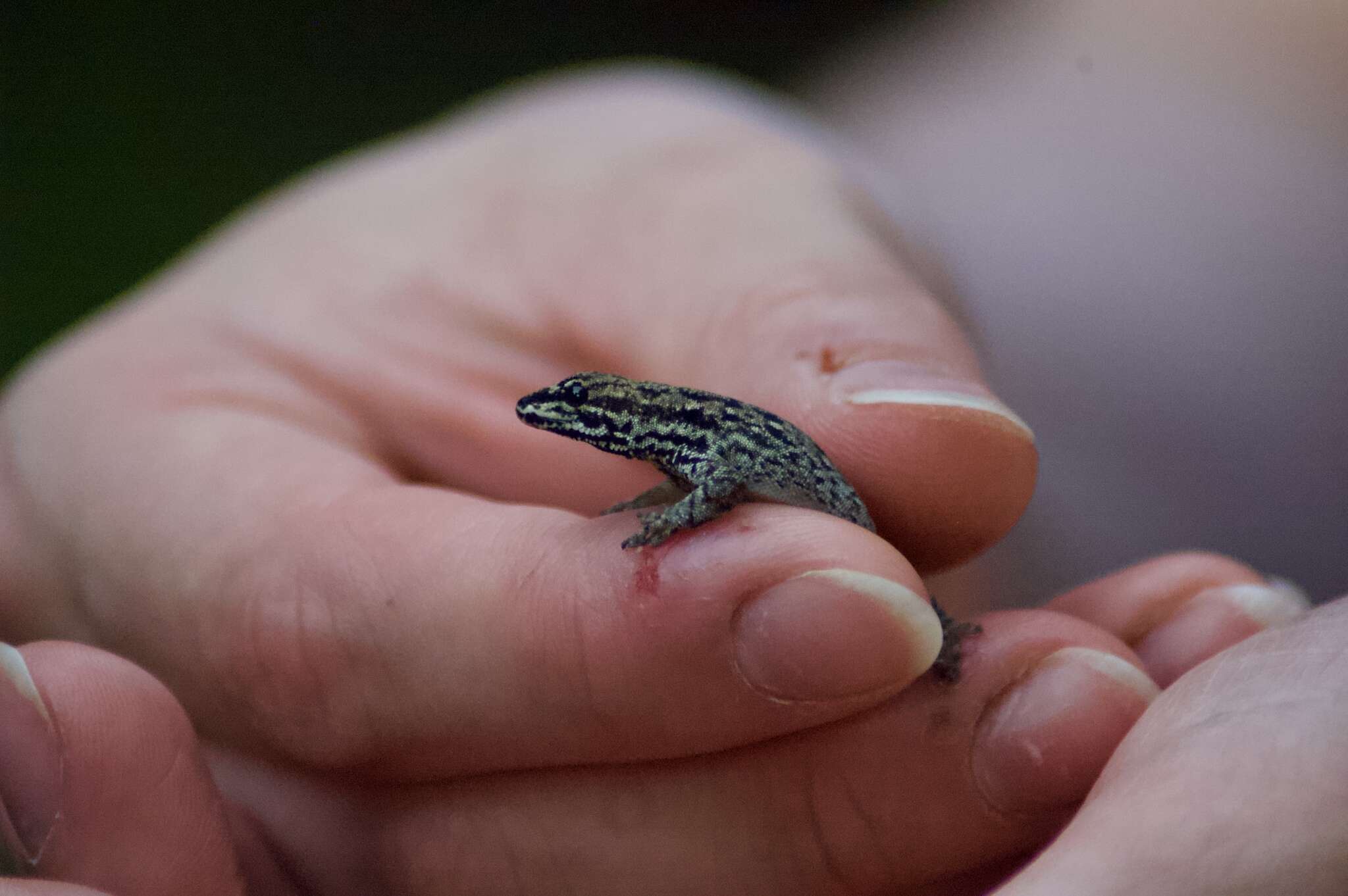 Слика од Lygodactylus keniensis Parker 1936