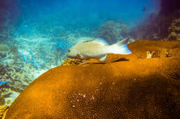 Image of Coral Trout