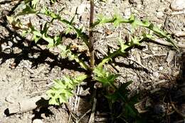 Imagem de Cirsium andersonii (A. Gray) Petr.