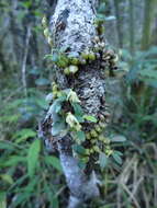 Image of Bulbophyllum melleum H. Perrier