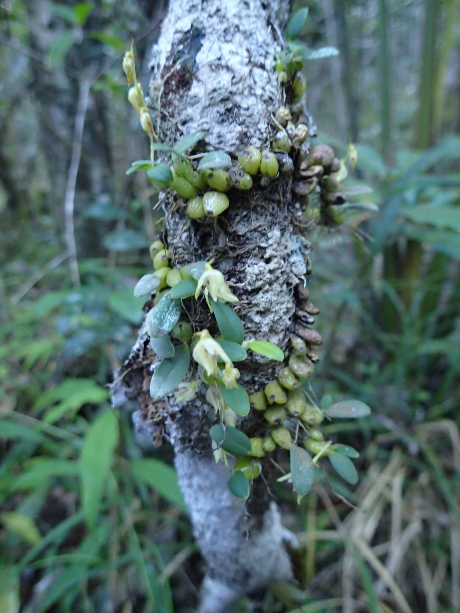 Image of Bulbophyllum melleum H. Perrier