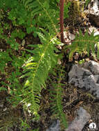 Image of Giant Lousewort