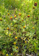 Image of brown moor clover