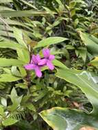 Pseuderanthemum laxiflorum (A. Gray) Hubbard ex L. H. Bailey resmi