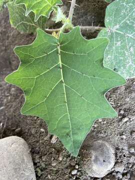 Image of Indian nightshade