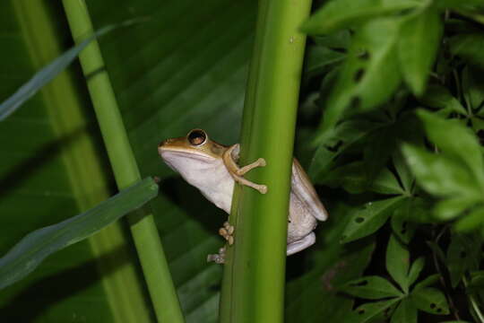 Image de Polypedates megacephalus Hallowell 1861