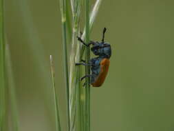 Imagem de <i>Labidostomis taxicornis</i>