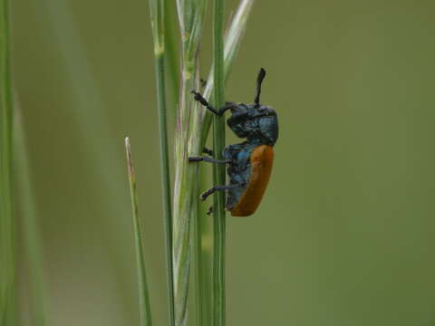 Imagem de <i>Labidostomis taxicornis</i>