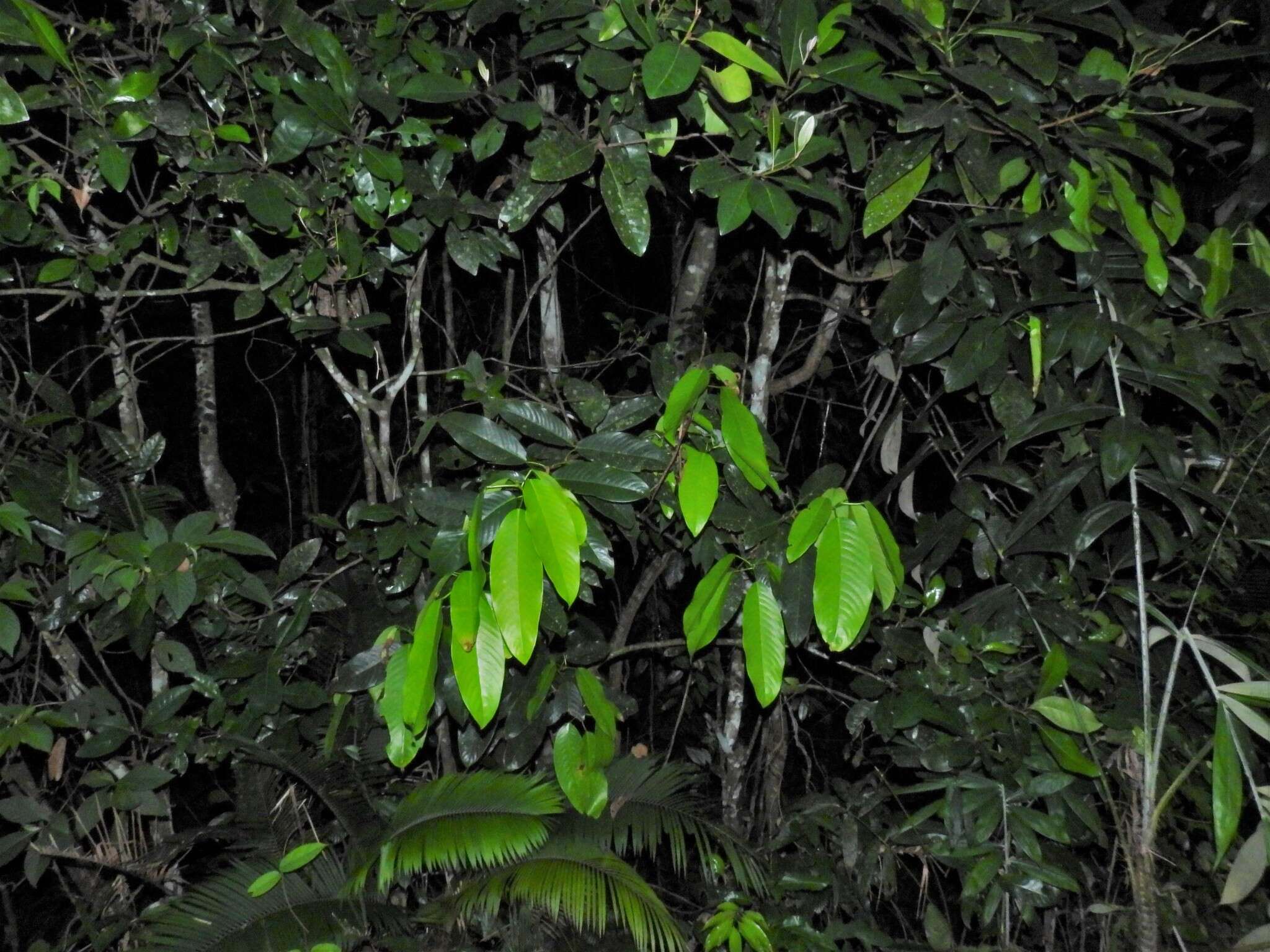 Image of Ixonanthes reticulata Jack