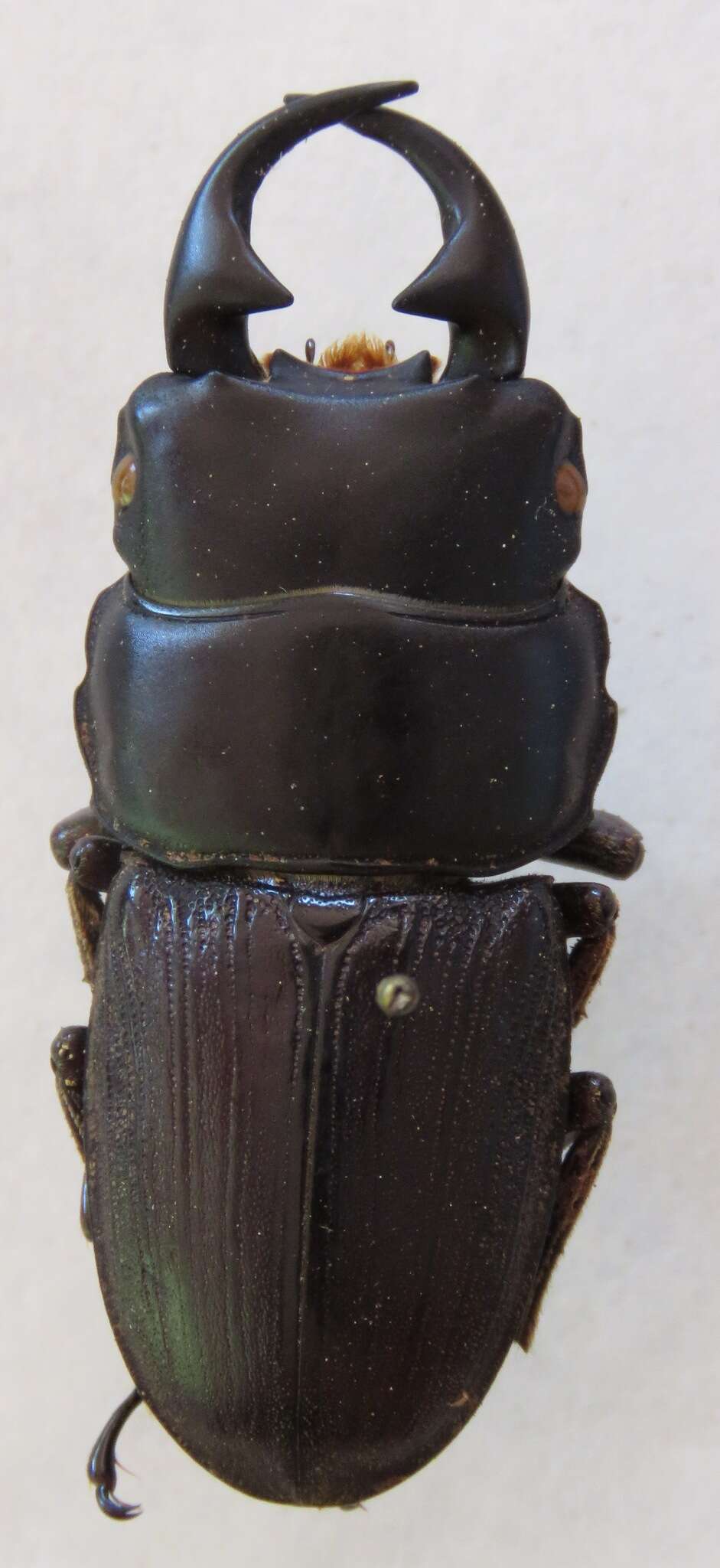 Image of Dorcus ritsemae setsuroi Mizunuma 1994