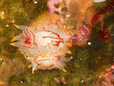 Image of Fiery nudibranch