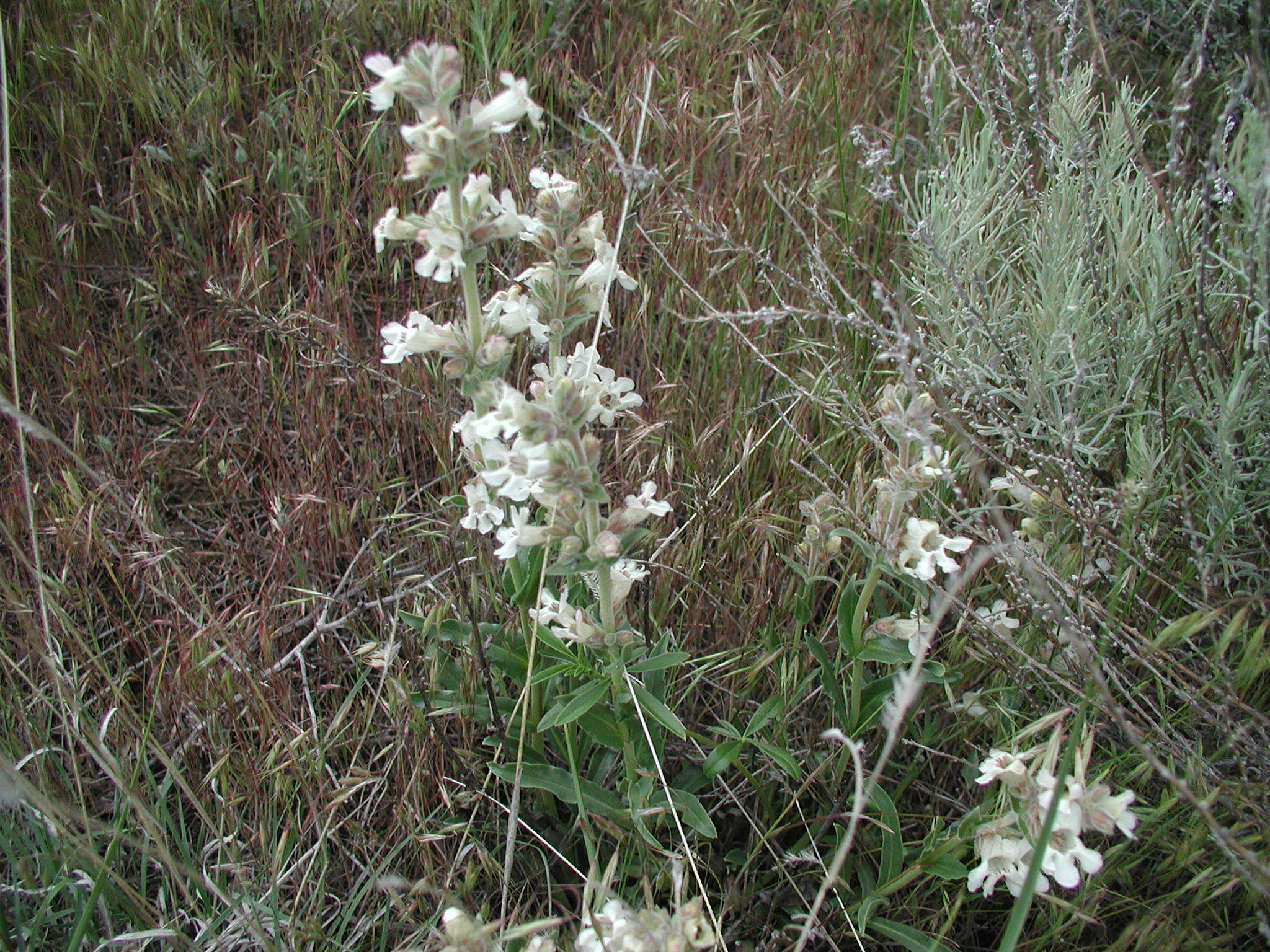 Image de Penstemon albidus Nutt.