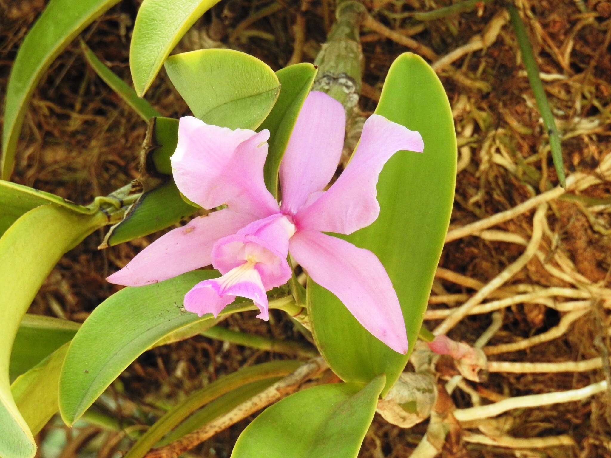 Image of Cattleya nobilior Rchb. fil.