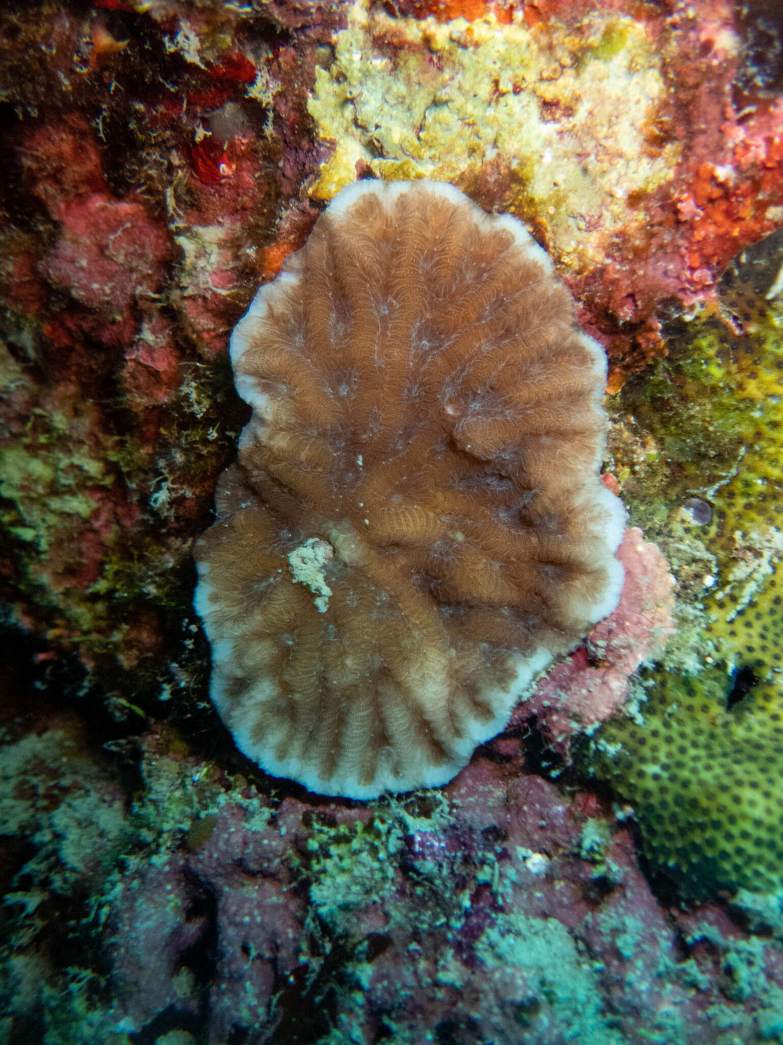 Image of Crispy Crust Coral