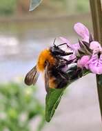 Слика од Bombus opulentus Smith 1861