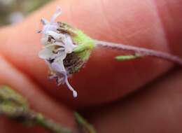 Image of Phyllopodium multifolium Hiern