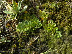 Image of Ourisia glandulosa Hook. fil.