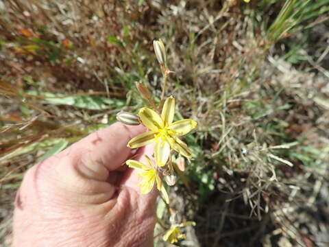 Image of Albuca suaveolens (Jacq.) J. C. Manning & Goldblatt