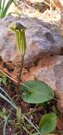 Image of Arisarum vulgare subsp. vulgare