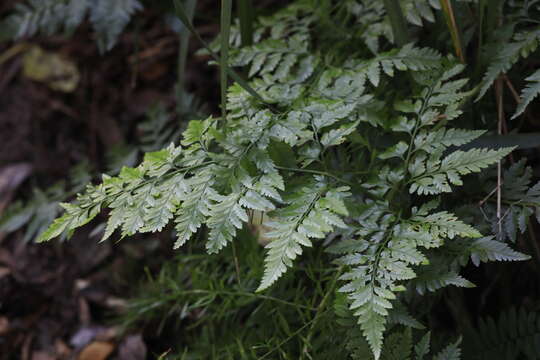 Image of Davallia pyxidata Cav.