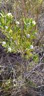 Image of Leucospermum truncatum (Buek ex Meissn.) Rourke