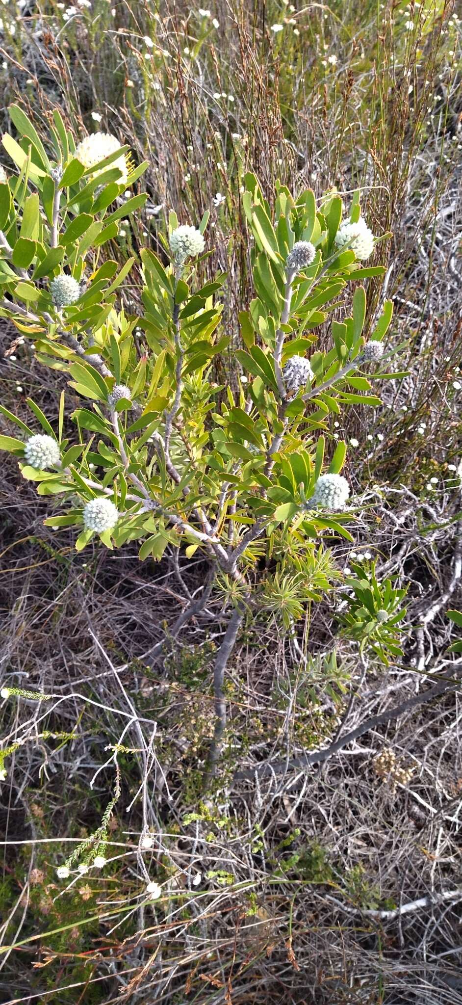 Image of Leucospermum truncatum (Buek ex Meissn.) Rourke