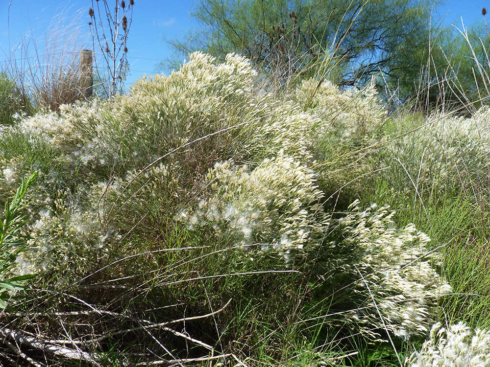 Image of Baccharis notosergila Griseb.