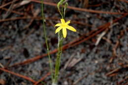 Image of fringed yellow star-grass