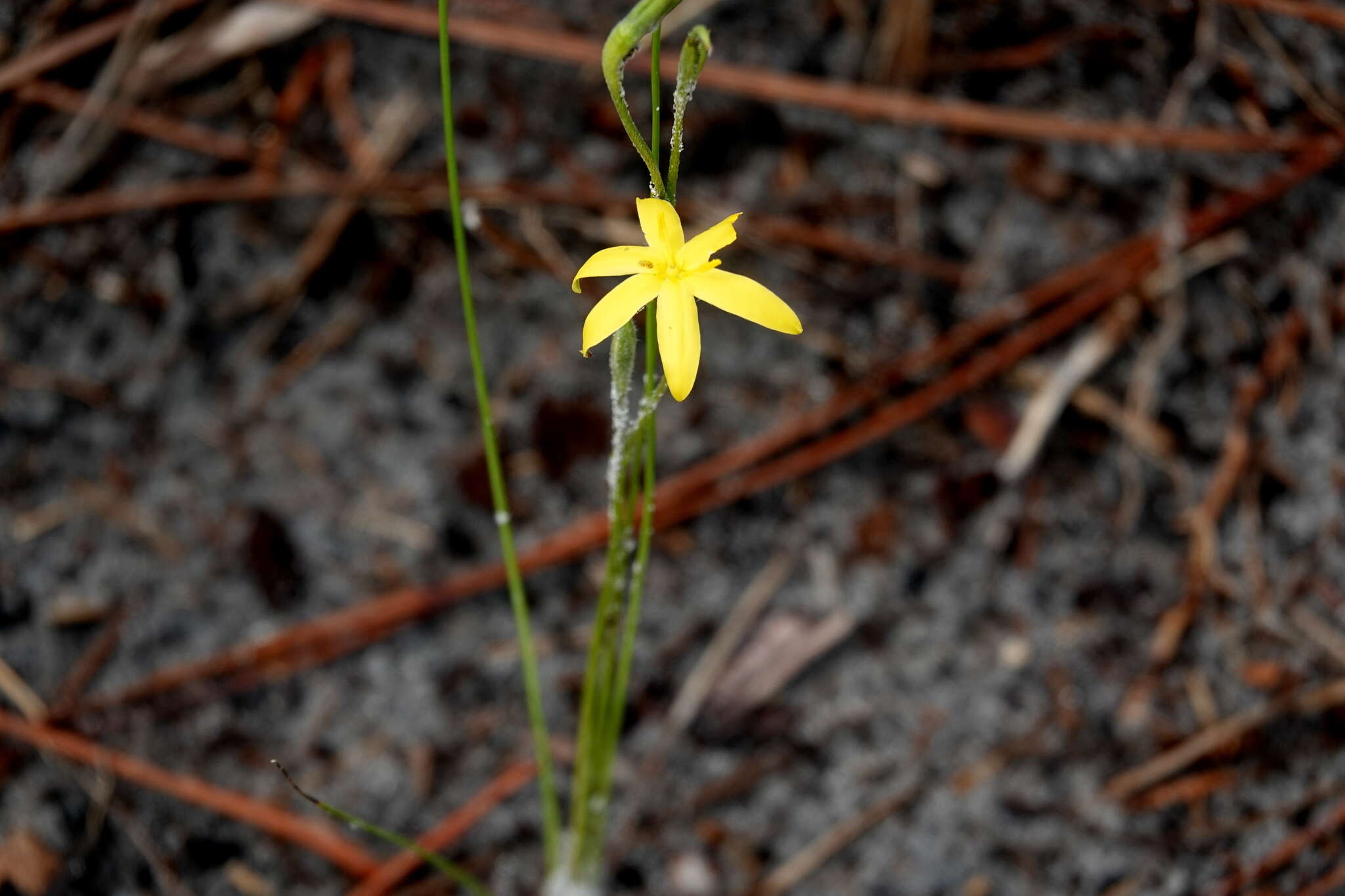 Image of fringed yellow star-grass