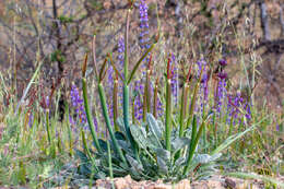 Imagem de Eriogonum nudum var. indictum (Jeps.) Reveal