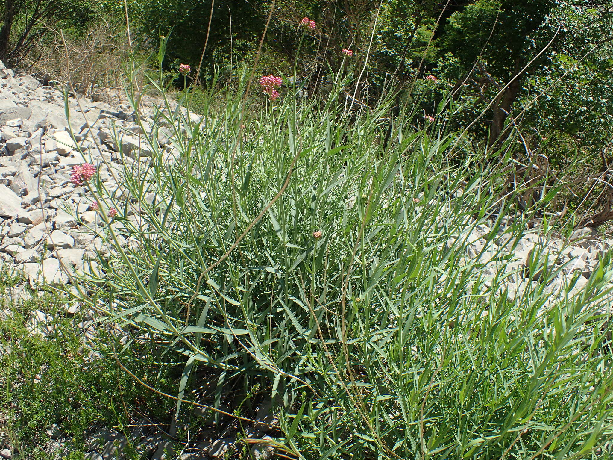 Image of Centranthus lecoqii Jordan