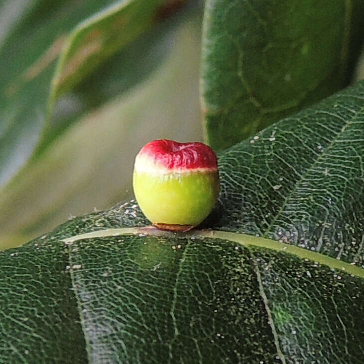 Image of Kokkocynips rileyi (Nieves-Aldrey, Nicholls, Tang, Melika, Stone, Pujade-Villar, Buffington, Maldonado & Medianero 1896) Nieves-Aldrey, Nicholls, Tang, Melika, Stone, Pujade-Villar, Buffington, Maldonado & Medianero 2021