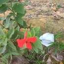 Imagem de Ruellia elegans Poir.