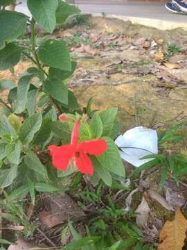 Image of Ruellia elegans Poir.