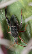 Image de Narnia (Xerocoris) wilsoni Van Duzee 1906