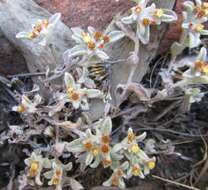 Слика од Helichrysum tinctum (Thunb.) Hilliard & Burtt