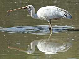 Imagem de Platalea flavipes Gould 1838