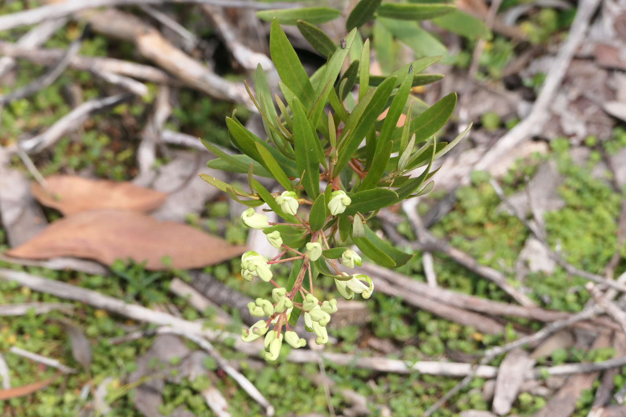 Image of Lomatia polymorpha R. Br.