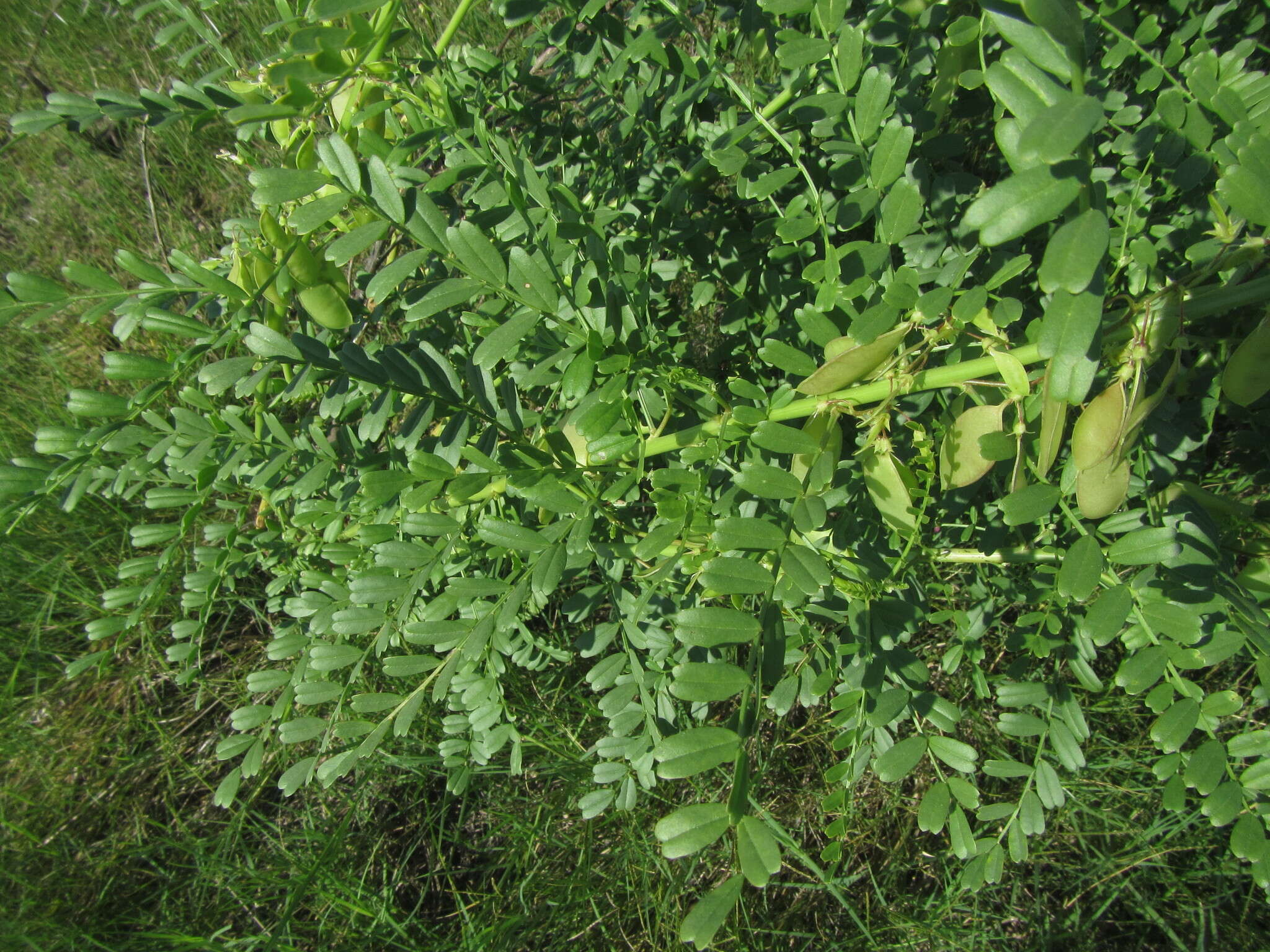 Imagem de Lessertia benguellensis Baker fil.