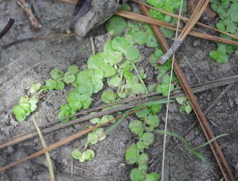 Image of disk waterhyssop