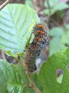 Acronicta hastulifera Smith & Abbot 1797的圖片