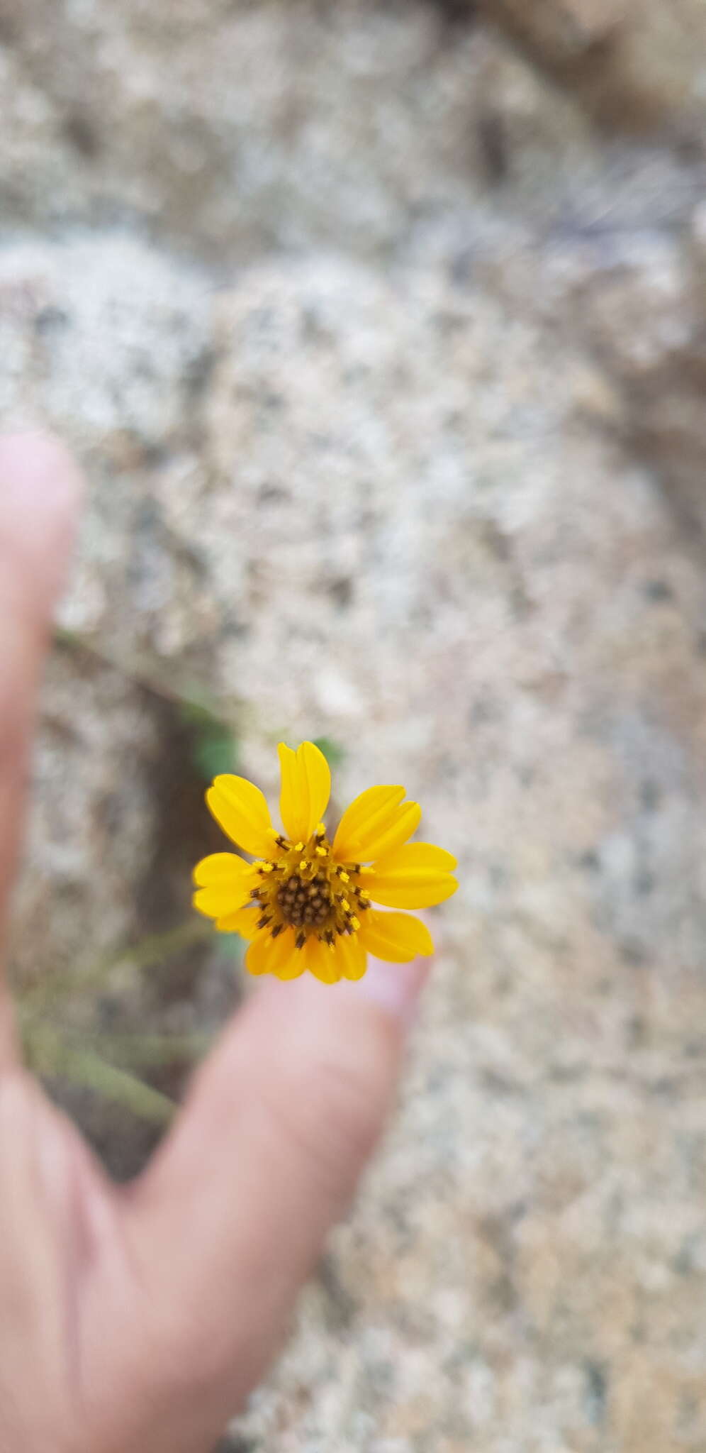 Image of Chrysanthellum pilzii J. L. Strother