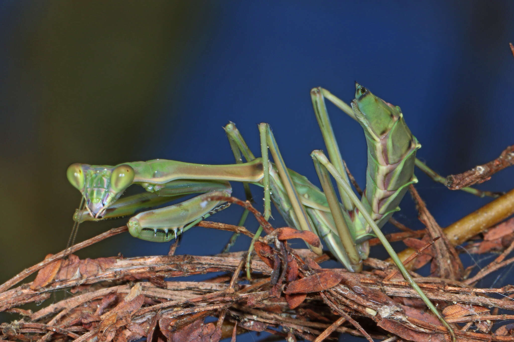 Image of African praying mantis