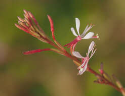 Sivun Oenothera simulans (Small) W. L. Wagner & Hoch kuva