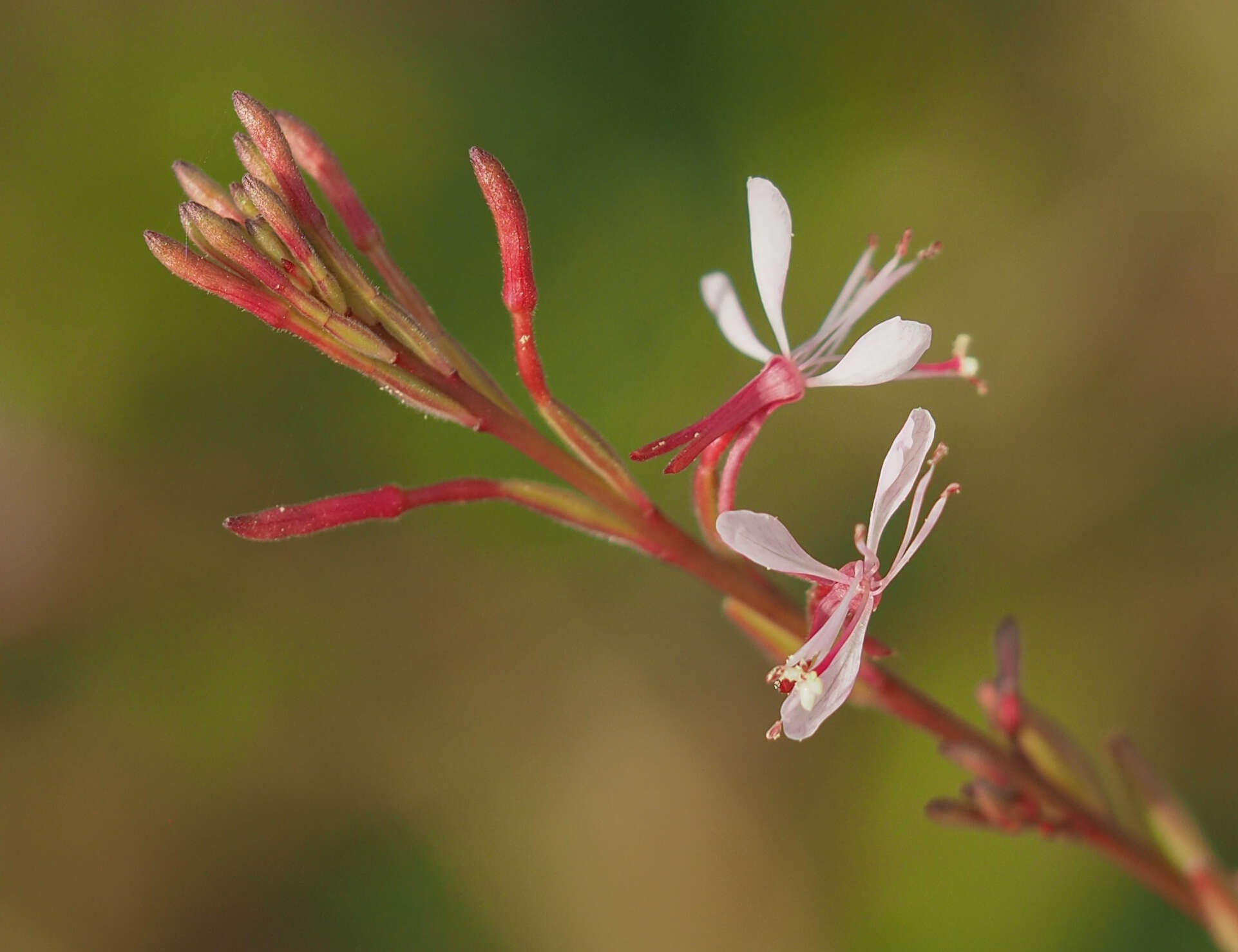 Sivun Oenothera simulans (Small) W. L. Wagner & Hoch kuva