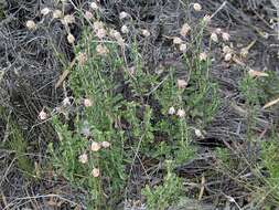 Image of Hermannia concinnifolia Verdoorn