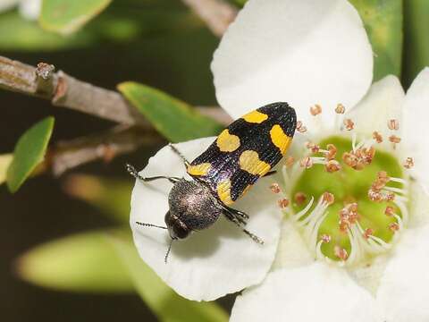 Image de Castiarina inconspicua (Saunders 1868)