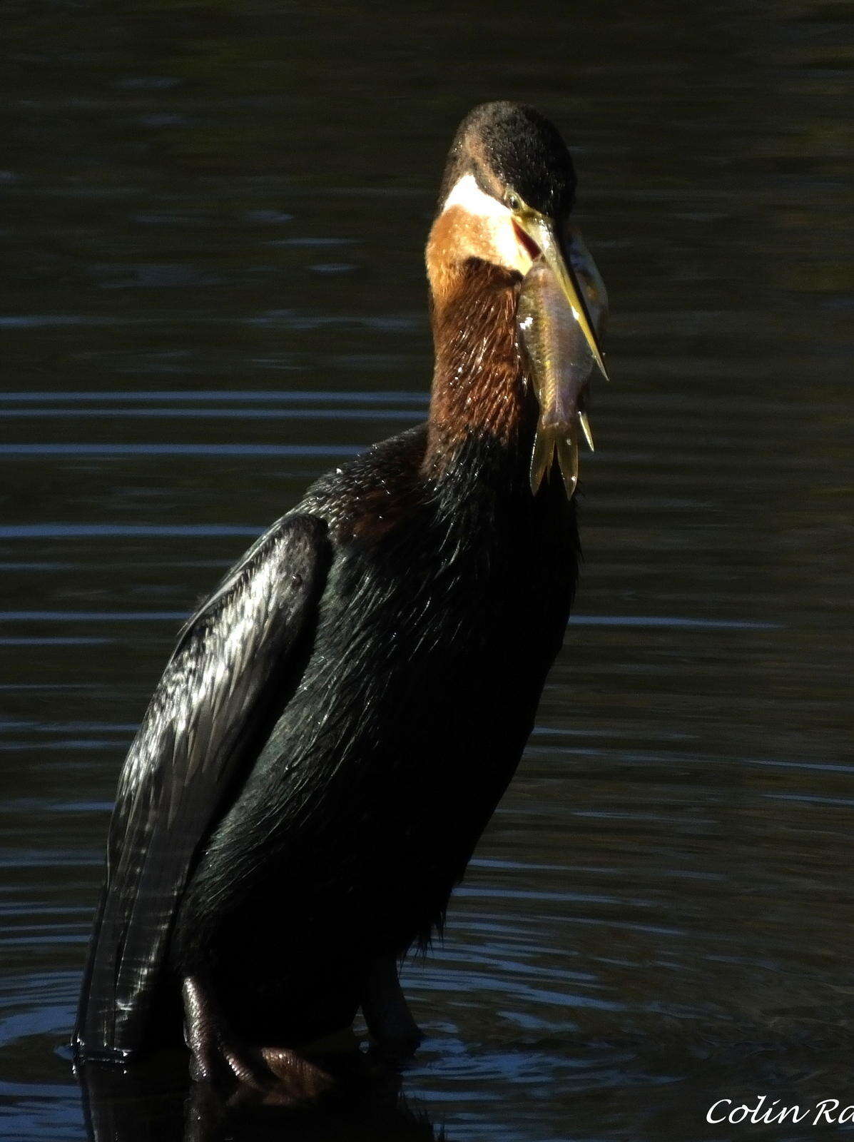 Image of Anhinga rufa rufa (Daudin 1802)