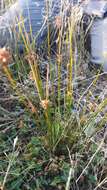 Слика од Juncus distegus Edgar